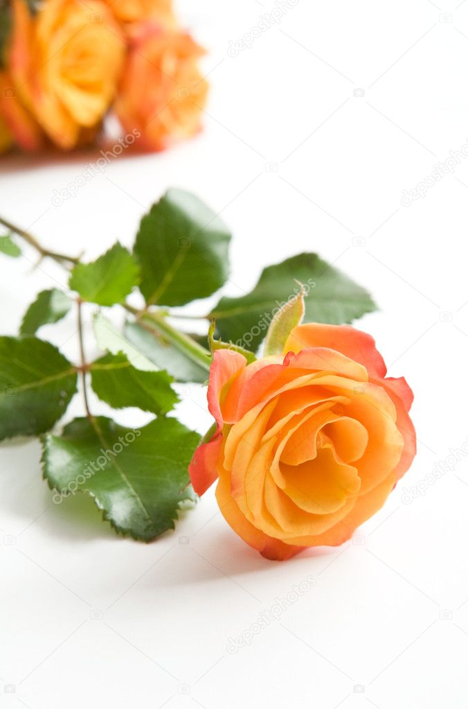 Orange rose on white.