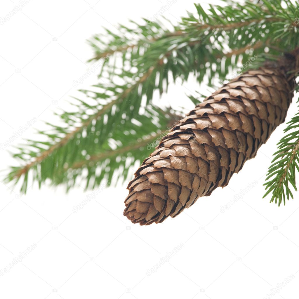 Small branch of spruce with cone
