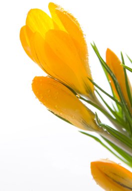 Yellow crocus clipart