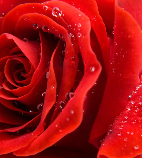 Macro rose — Stock Photo, Image