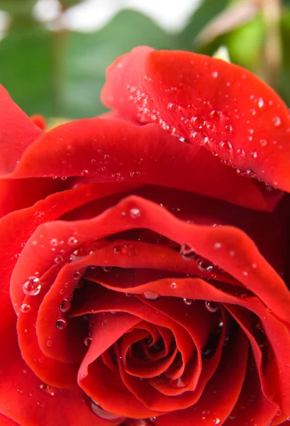 Rosa vermelha grande — Fotografia de Stock