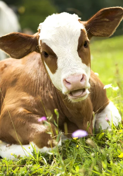 Retrato de uma novilha (vaca jovem ) — Fotografia de Stock