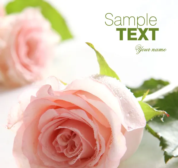 Närbild på pink rose — Stockfoto