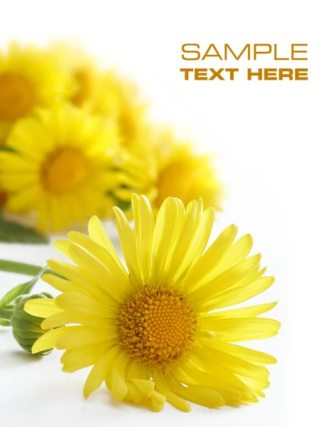 Flores amarillas — Foto de Stock