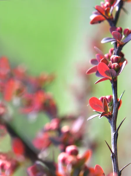 Roter Pflanzenzweig — Stockfoto
