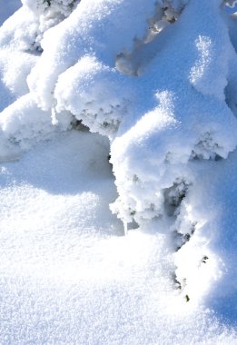 Snowbound branch of fir clipart