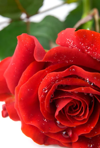 Rosa roja grande — Foto de Stock