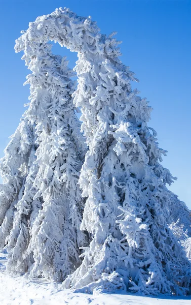 Зима - замороженное дерево — стоковое фото