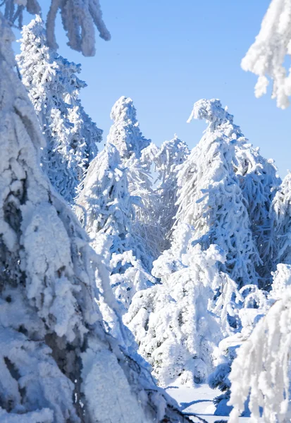 Árvores congeladas na floresta de inverno — Fotografia de Stock