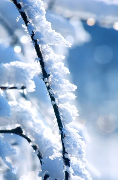 Зима - ветка со снегом — стоковое фото