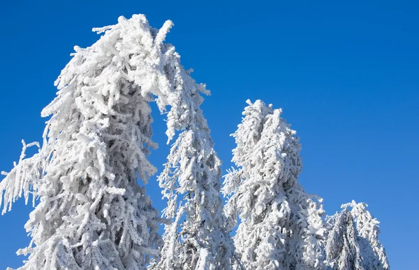 Zima - zamrożone drzewa — Zdjęcie stockowe
