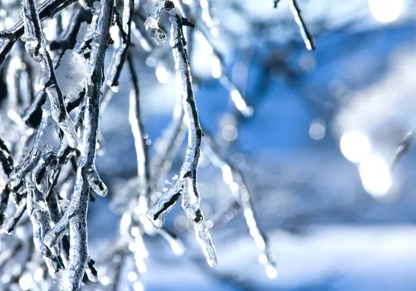 Frozen branch - ice — Stock Photo, Image