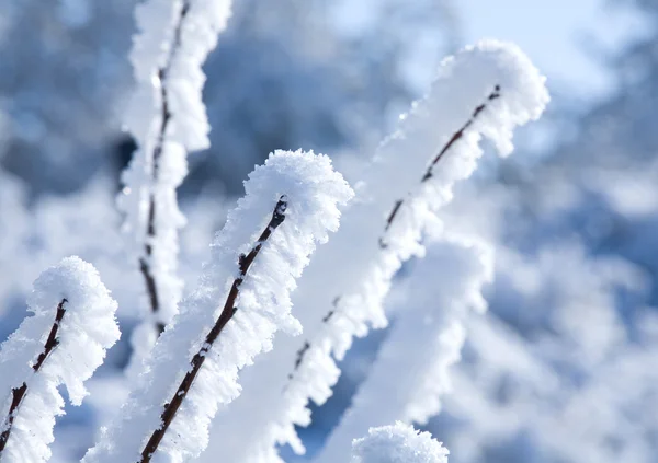 Зима - ветка со снегом — стоковое фото