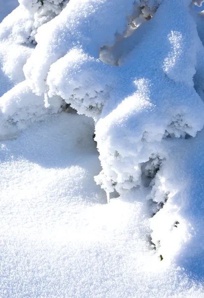 Снежная ветвь пихты — стоковое фото