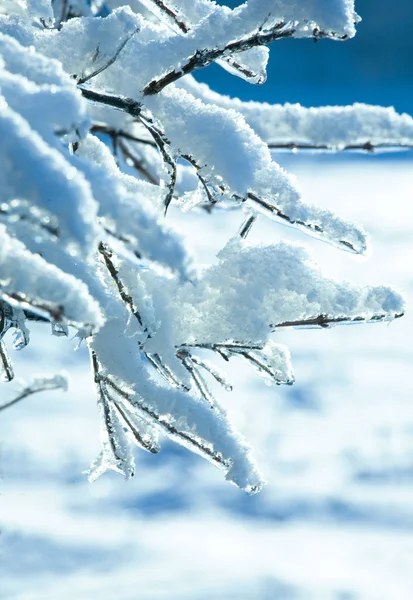 Gren med snö — Stockfoto