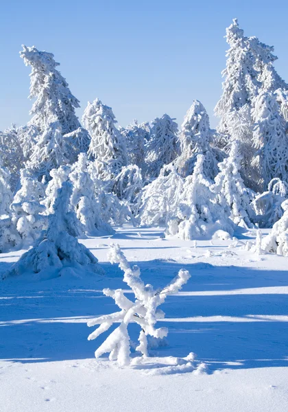 Bevroren bomen in het winter forest — Stockfoto