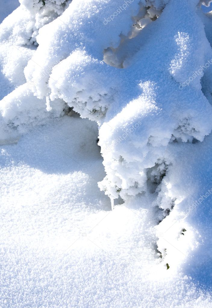 Snowbound branch of fir