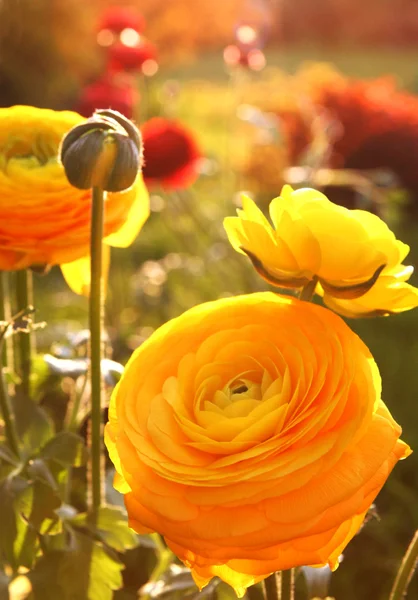 Sarı çiçekler — Stok fotoğraf