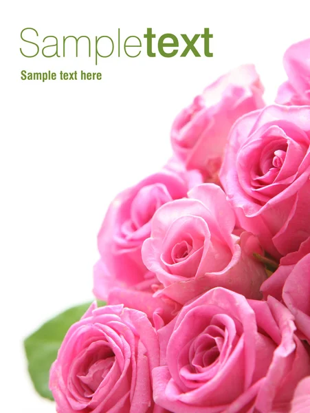 Pink rose (easy to remove the text) — Stock Photo, Image