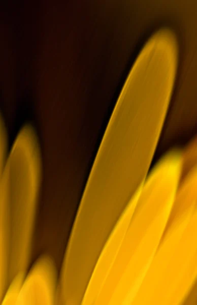 Abstrato fundo amarelo e marrom — Fotografia de Stock