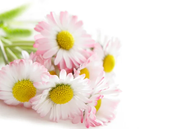 Pink daisies — Stock Photo, Image