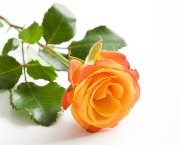 Ουρακοτάγκος τριαντάφυλλο — Φωτογραφία Αρχείου
