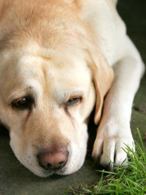 Labrador geri almak