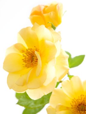 Yellow flowers clipart