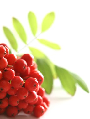 Red rowan clipart