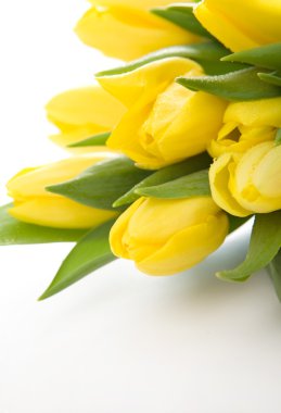 Yellow tulips clipart