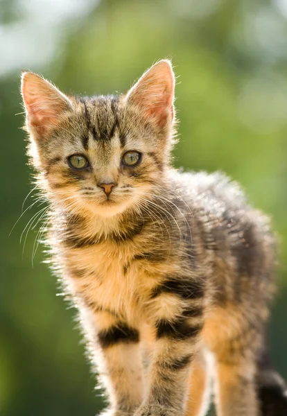 stock image Little kitten