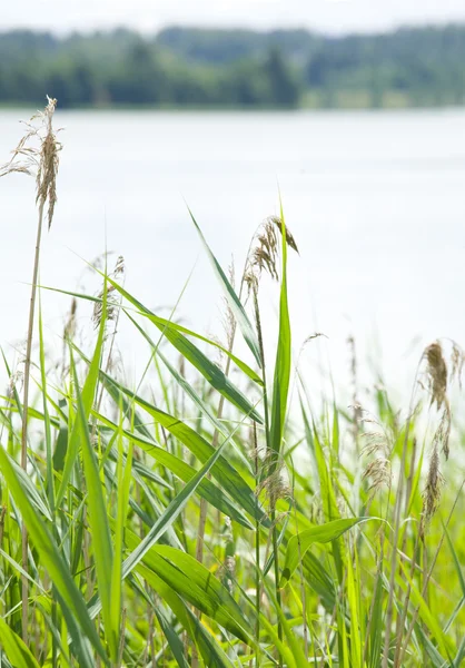 stock image Green grass and lake