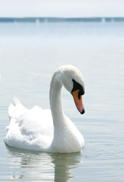Cisne branco bonito — Fotografia de Stock
