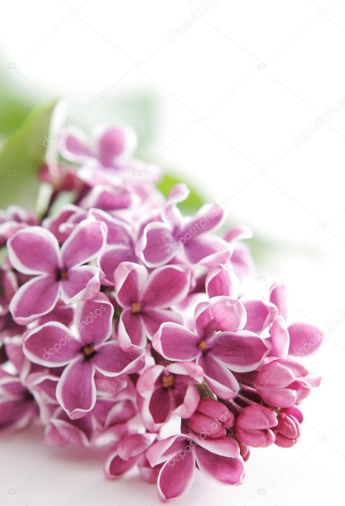 Violet flowers of lilac