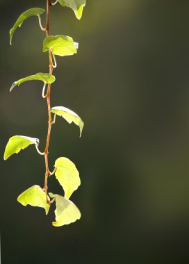 Small wine twig with green leaves. clipart