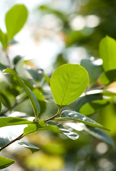 Bor ágacska zöld levelekkel — Stock Fotó