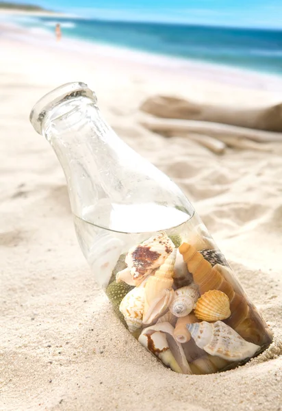 Shells on beach — Stock Photo, Image