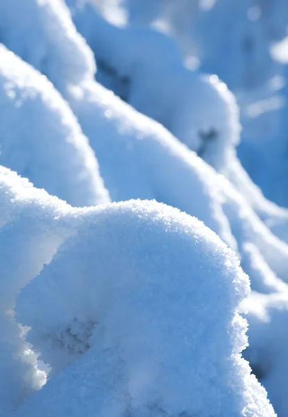 Ramo di abete legato alla neve — Foto Stock