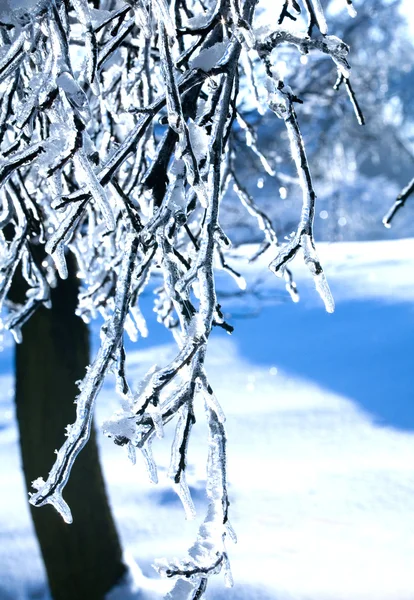 Frozen branch — Stock Photo, Image