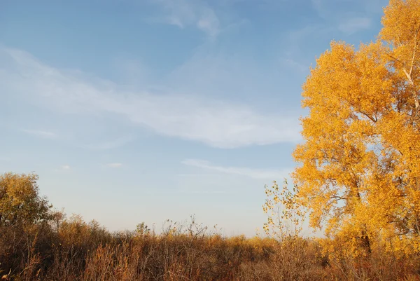 Paesaggio d'autunno — Foto Stock