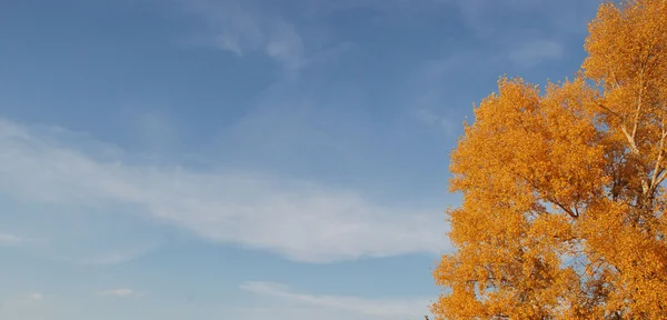 Céu azul e a árvore de ouro — Fotografia de Stock