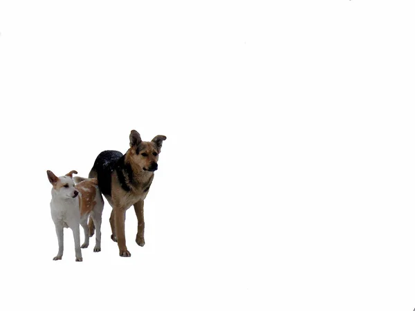 Собаки — стоковое фото