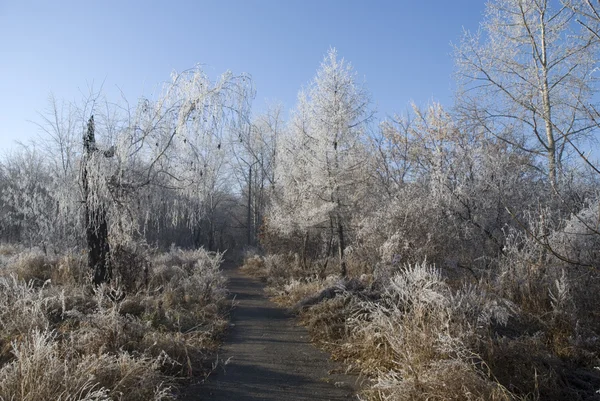 Frost — Stock Photo, Image