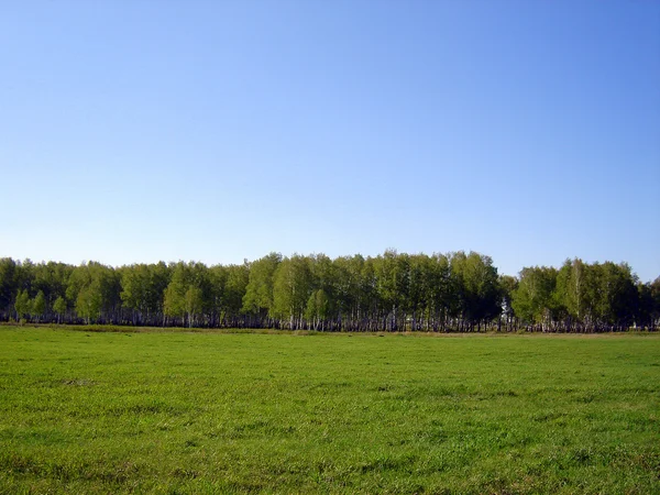 Зеленое поле пейзаж — стоковое фото