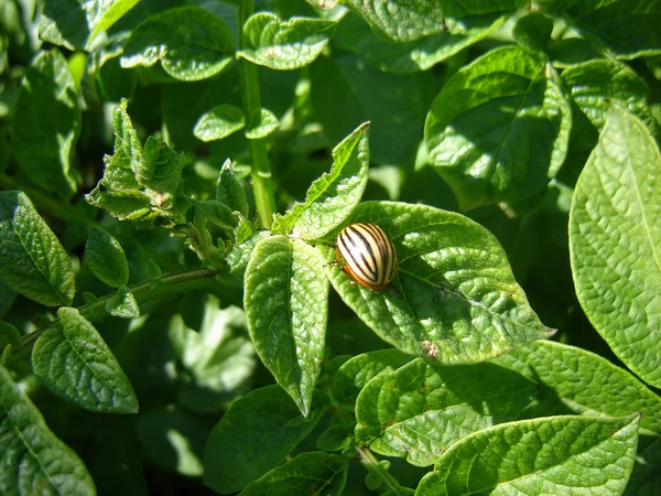 Potato beetle — Stock Photo, Image
