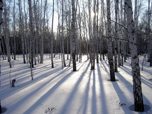 ¿Sombras de un bosque? — Foto de Stock