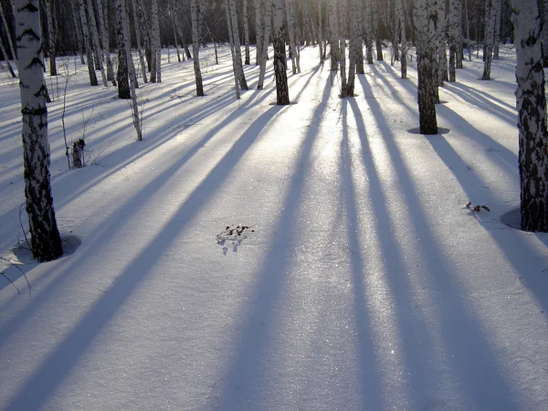 Sombras de árvores? — Fotografia de Stock