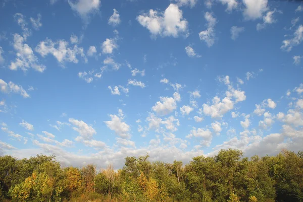 하늘과 식물 — 스톡 사진