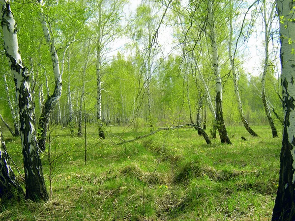 ¿Bosque de la primavera? — Foto de Stock
