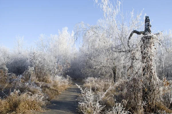 Trees in a hoarfrost — Stock Photo, Image